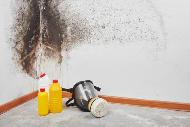 Best Black Mold Remediation in Mccom, OH