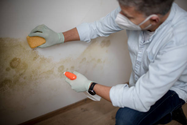 Trusted Mccom, OH Mold Remediation Experts